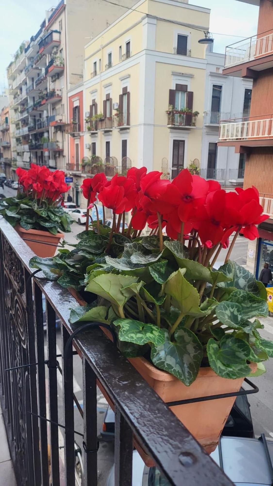 Volare House Apartment Бари Екстериор снимка